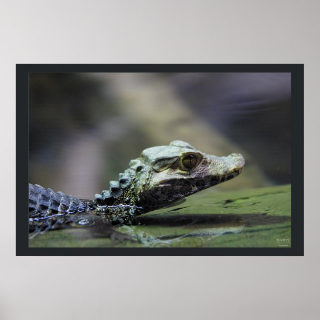 Poster Caiman sud-américain (Devant)