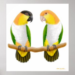 Poster Caique Parrot Love, Caique Parrot Love, Caique ...