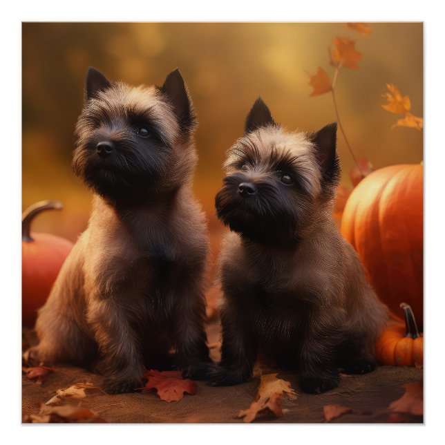 Poster Cairn Terrier Chiot Automne Citrouille de plaisir (Devant)