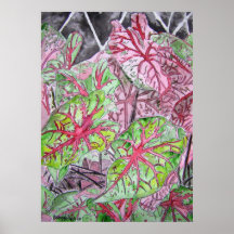caladiums_plante_peinture