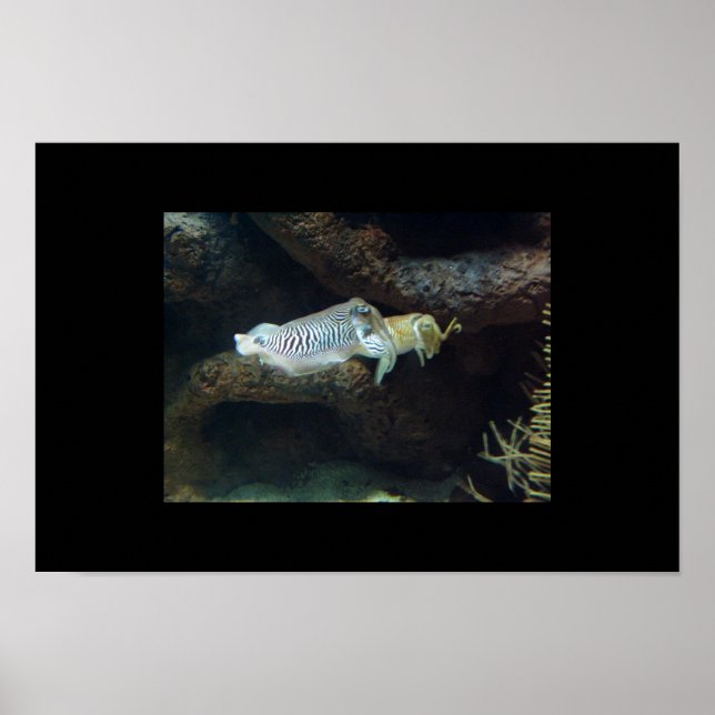 Poster calamars (Devant)