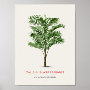 Poster Calamus Asperrimus - Palmier