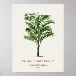 Poster Calamus Asperrimus - Palmier