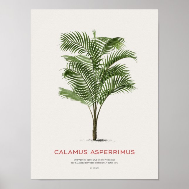 Poster Calamus Asperrimus - Palmier (Devant)
