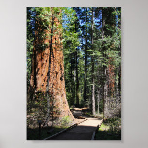 Poster Calaveras Big Trees