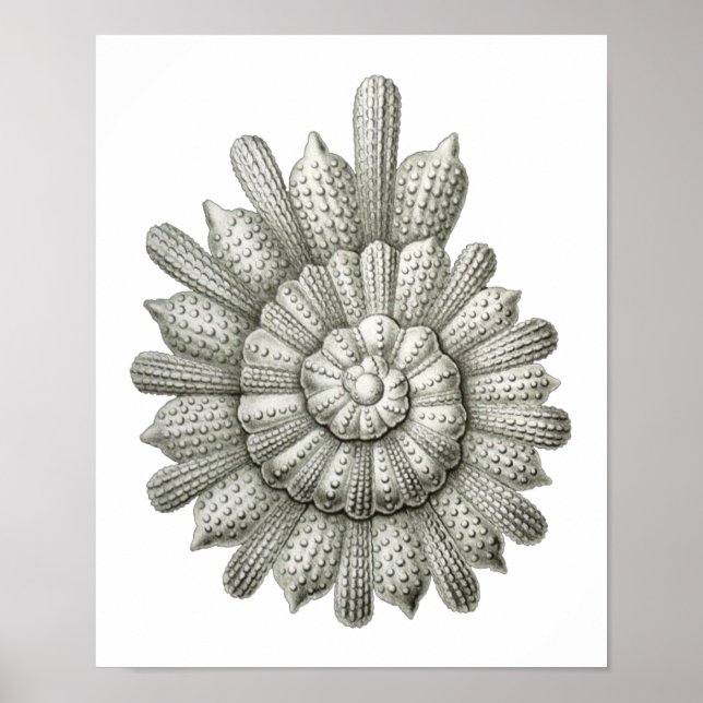 Poster Calcarina clavigera Ernst Haeckel (Devant)
