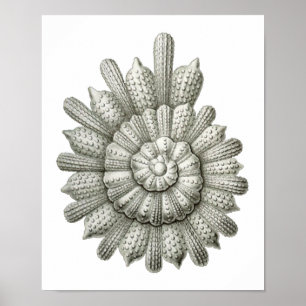 Poster Calcarina clavigera Ernst Haeckel