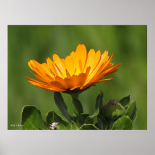 Poster - Calendual bloom