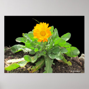 Poster - Calendula Blossom