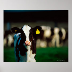 Poster Calf Holstein-Friesian