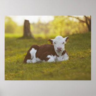 Poster Calf Repose