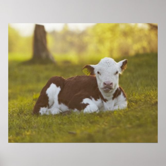 Poster Calf Repose (Devant)