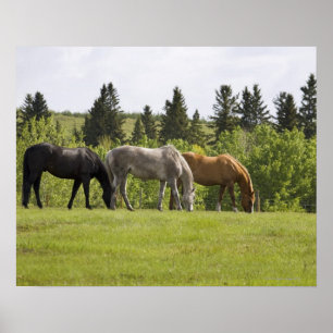 Poster Calgary, Alberta, Canada