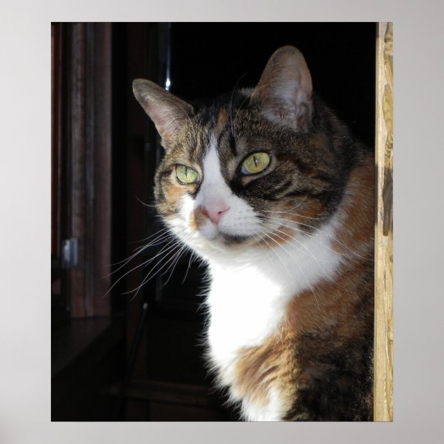 Poster Calico Cat (Devant)