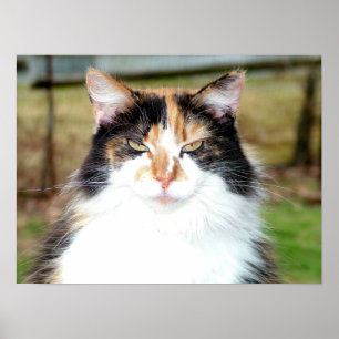 Poster Calico Cat