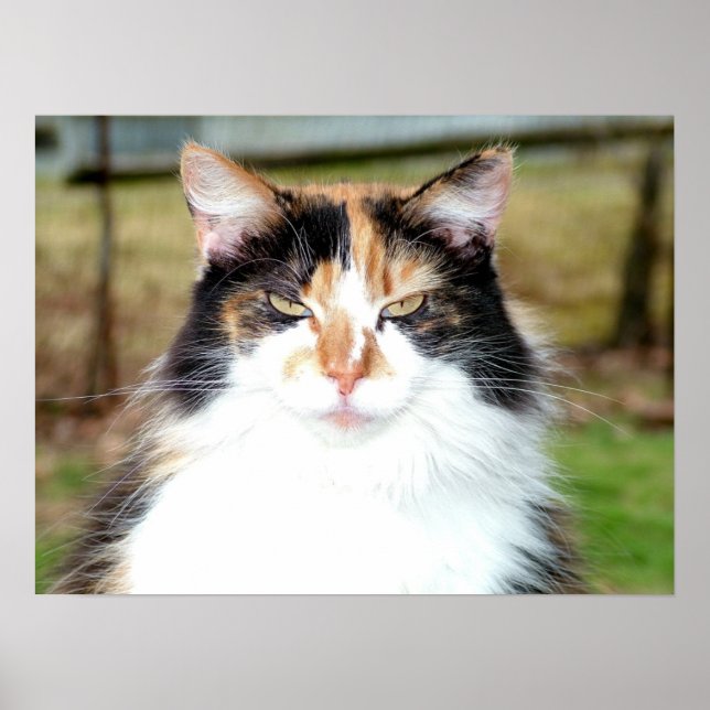 Poster Calico Cat (Devant)