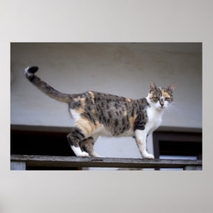Poster Calico Cat au balcon