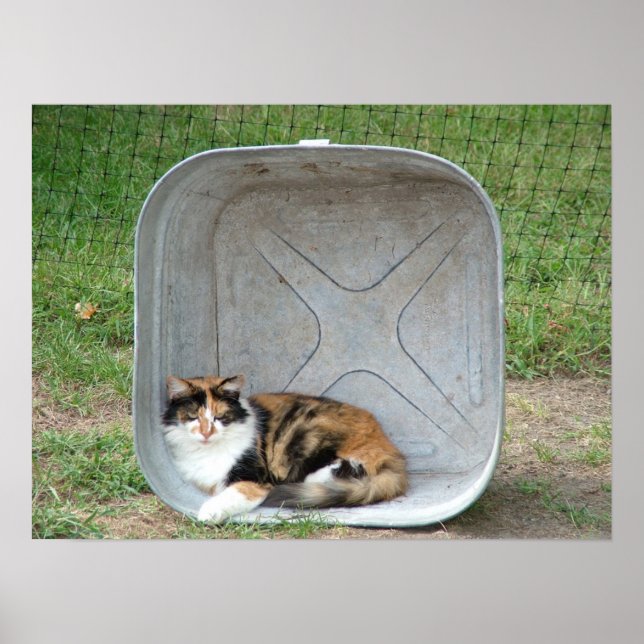 Poster Calico Cat dans le bassin (Devant)
