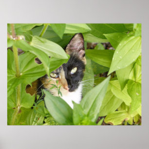 Poster Calico Cat dans les Zinnias