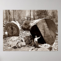 California Lumberjacks Fallen Redwood 1910