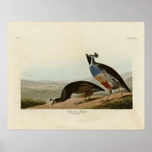 Poster California Partridge - Audubon's Birds of America