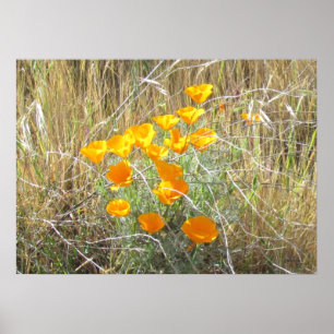 Poster - California Poppies
