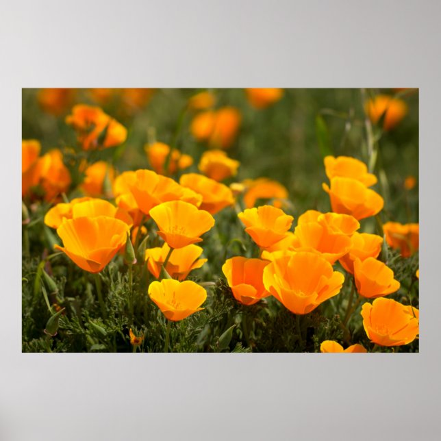 Poster California poppies (Devant)