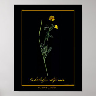 Poster California Poppy Botanical Art