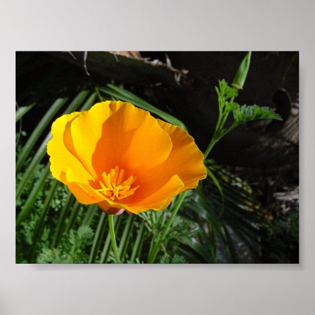 Poster California Poppy (Eschscolzia California) (Devant)