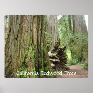 Poster California Redwood Trees art estampes Big Redwoods