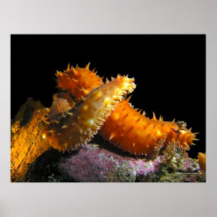 Poster California Sea Cucumber Love - Fine Art Prints
