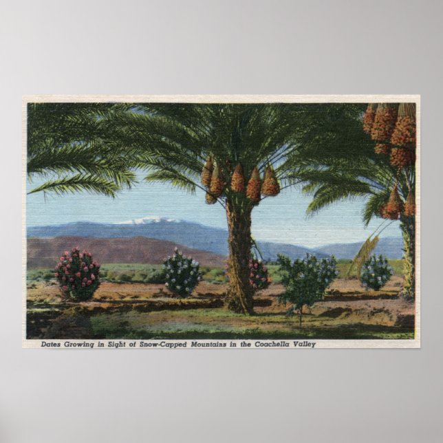 Poster CaliforniaDates Growing in the Coachella (Devant)
