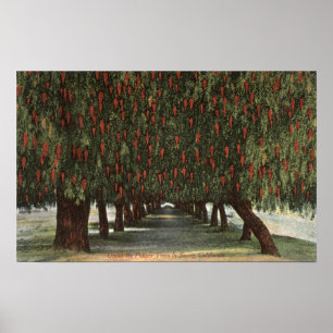 Poster CaliforniaGroves of Pepper Trees