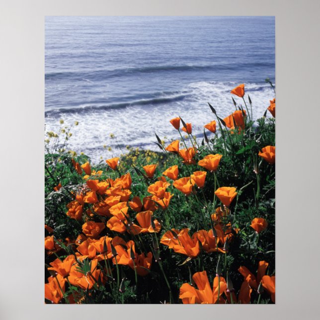 Poster Californie, Big Sur Coast, Californie Poppy (Devant)