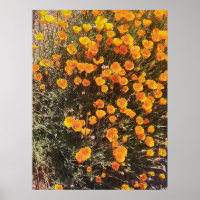 Californie Fleur sauvage de pavot
