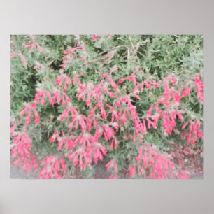 Poster Californie Fuchsia : Les flammes d'automne