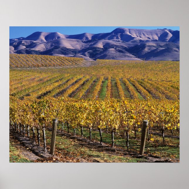 Poster Californie, San Luis Obispo Comté, Edna Valley (Devant)