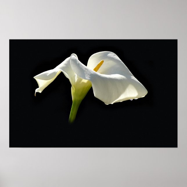 Poster calla (Devant)
