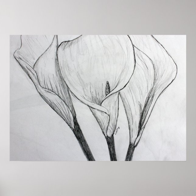 Poster Calla Lilies crayon croquis dessin art (Devant)