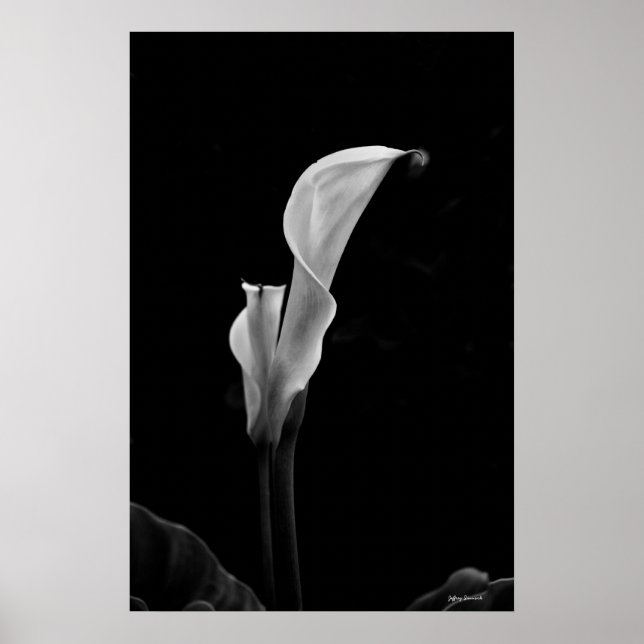 Poster Calla Lily (Devant)