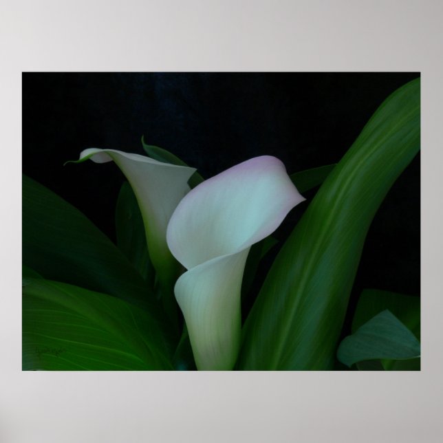 Poster calla lily (Devant)