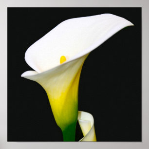 POSTER CALLA LILY