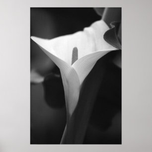 Poster Calla Lily en noir et blanc