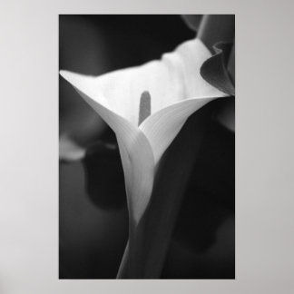 Poster Calla Lily en noir et blanc