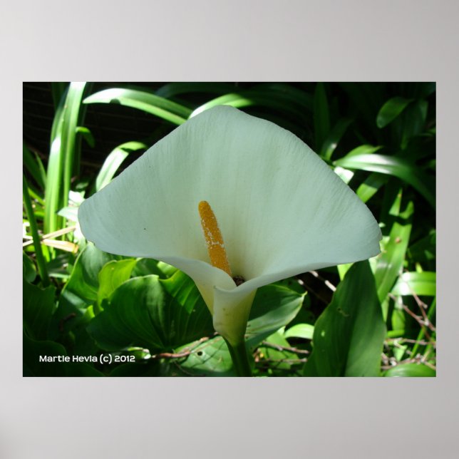 Poster Calla Lily en vert (Devant)