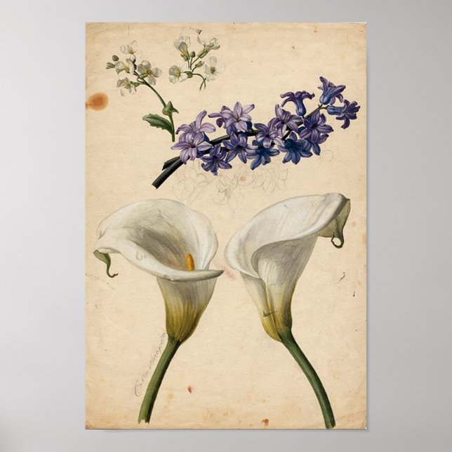 Poster Calla Lily Vintage Botanique Imprimer (Devant)