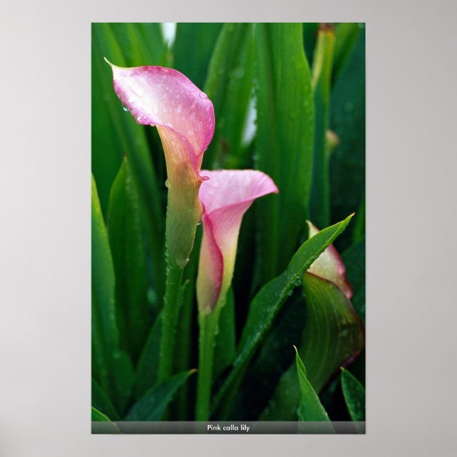 Poster Calla rose (Devant)