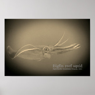 Poster calmar de Bigfin, Sepioteuthis lessoniana,