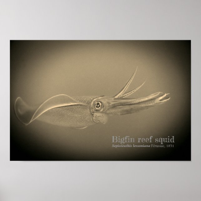 Poster calmar de Bigfin, Sepioteuthis lessoniana, (Devant)