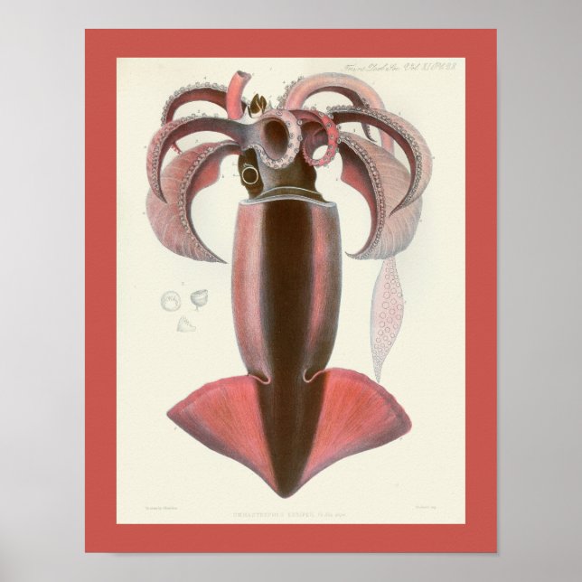 Poster Calmar pourpre Céphalopod Mer Créatures Art Imprim (Devant)